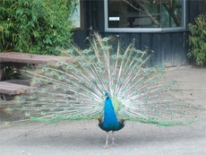 Pfau_2.jpg